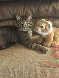 Lost Male Cat last seen Near sandal key community in Weeki Wachee , Spring Hill, FL 34613