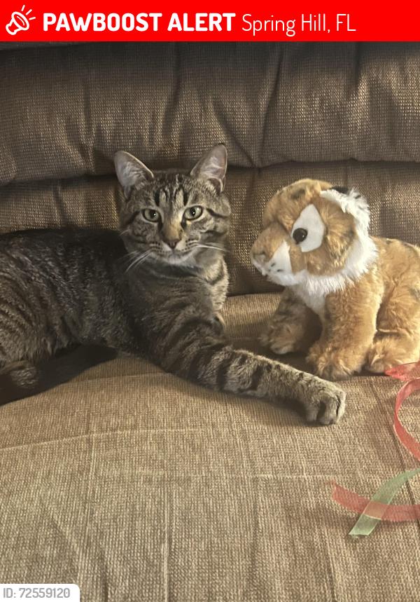 Lost Male Cat last seen Near sandal key community in Weeki Wachee , Spring Hill, FL 34613