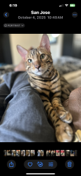 Lost Male Cat last seen Story, San Jose, CA 95127
