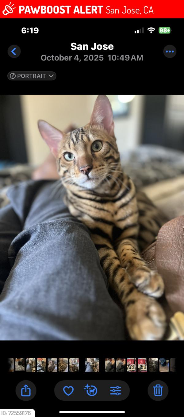 Lost Male Cat last seen Story, San Jose, CA 95127