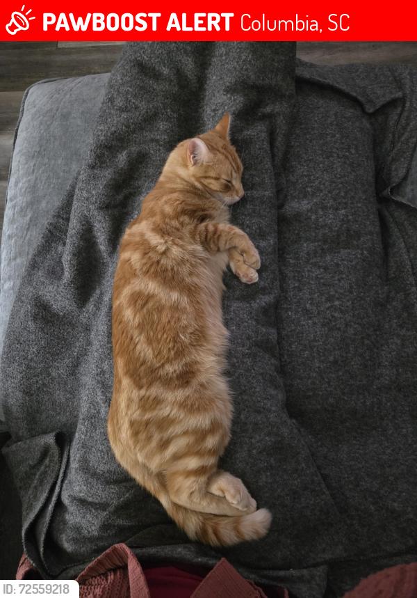 Lost Female Cat last seen The Arbors subdivision by Broad River Rd & Lost Creek Rd , Columbia, SC 29212