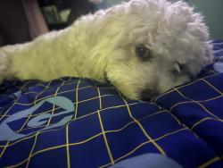 Lost Male Dog last seen BEVERLY BLVD /HILLVIEW/ MARGRET, Los Angeles, CA 90022