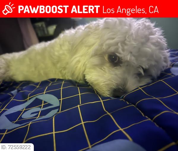 Lost Male Dog last seen BEVERLY BLVD /HILLVIEW/ MARGRET, Los Angeles, CA 90022