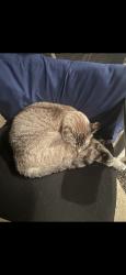 Lost Male Cat last seen Hacienda Dr, Apache Trail, Riverside, CA 92507