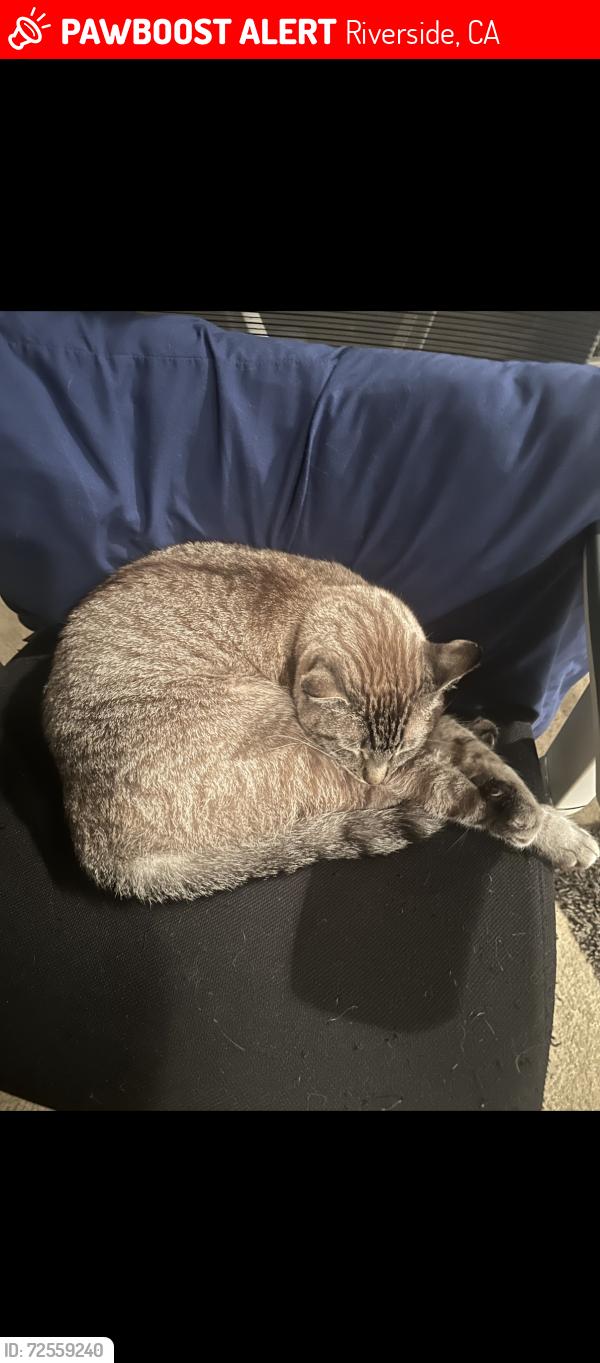 Lost Male Cat last seen Hacienda Dr, Apache Trail, Riverside, CA 92507