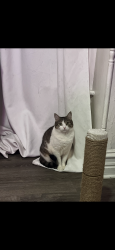 Lost Female Cat last seen Graveyard on 12th street, Allentown, PA 18102
