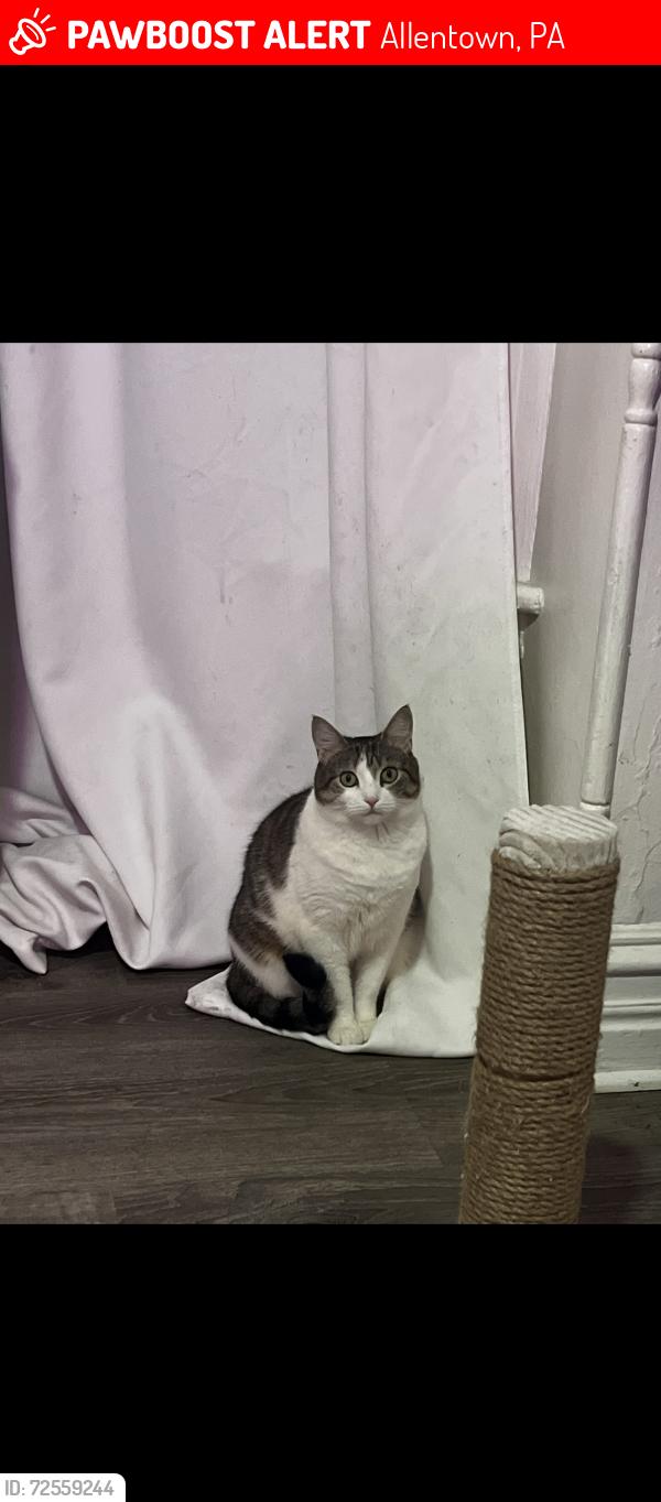 Lost Female Cat last seen Graveyard on 12th street, Allentown, PA 18102