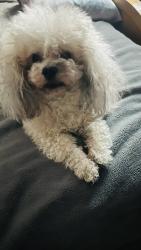 Lost Male Dog last seen Howell's Ferry and Colonial Lane, Mobile, AL 36618