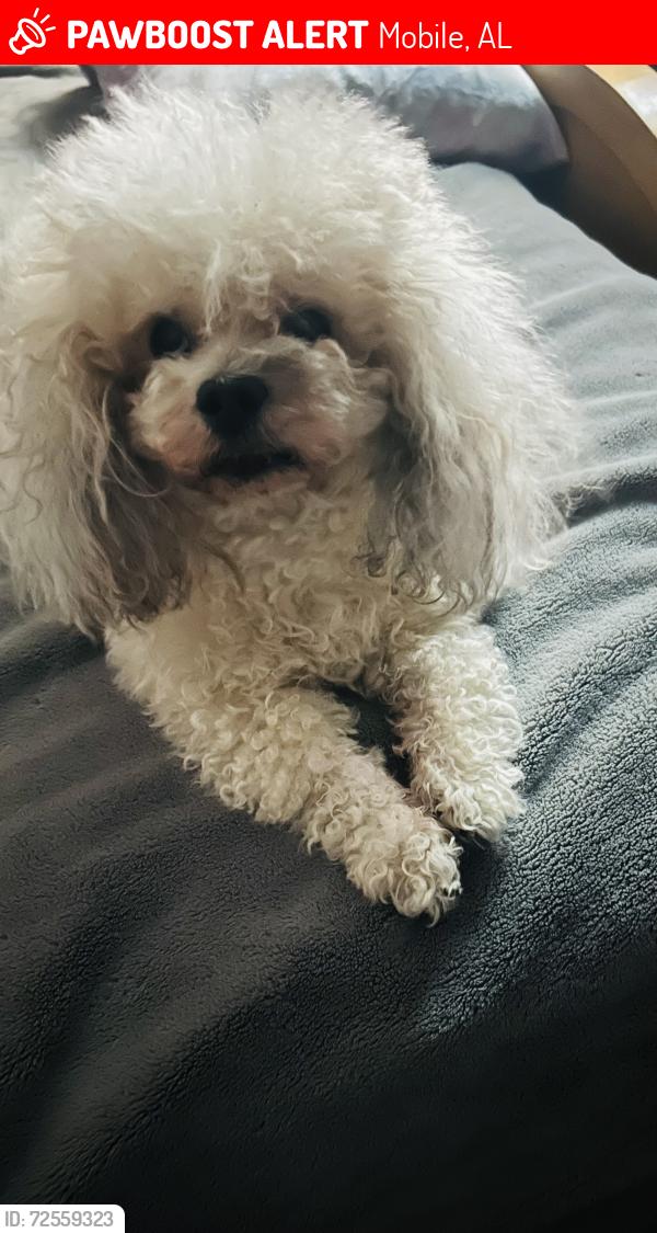 Lost Male Dog last seen Howell's Ferry and Colonial Lane, Mobile, AL 36618