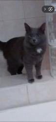 Lost Male Cat last seen Super 8 Motel & Sonic, Cleburne, TX 76033