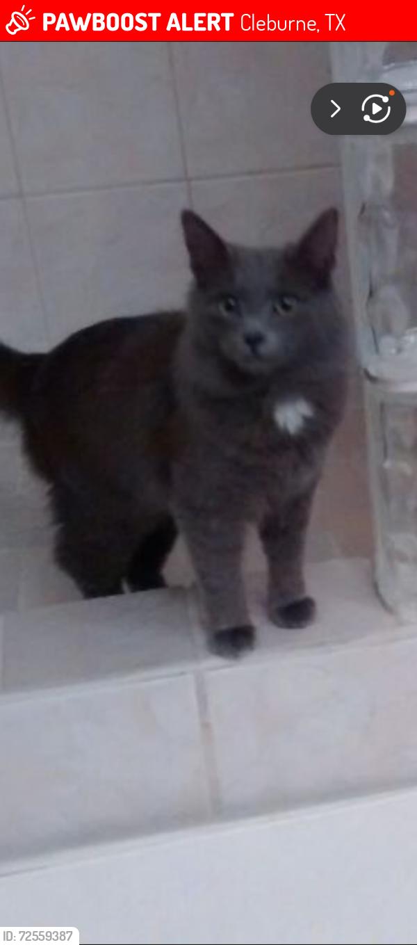 Lost Male Cat last seen Super 8 Motel & Sonic, Cleburne, TX 76033