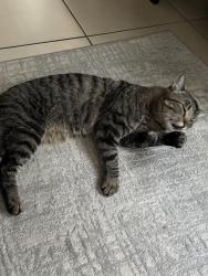 Lost Male Cat last seen Around 11175 West Dessert Inn street . By Goolsby elementary school , Лас-Вегас, NV 89135