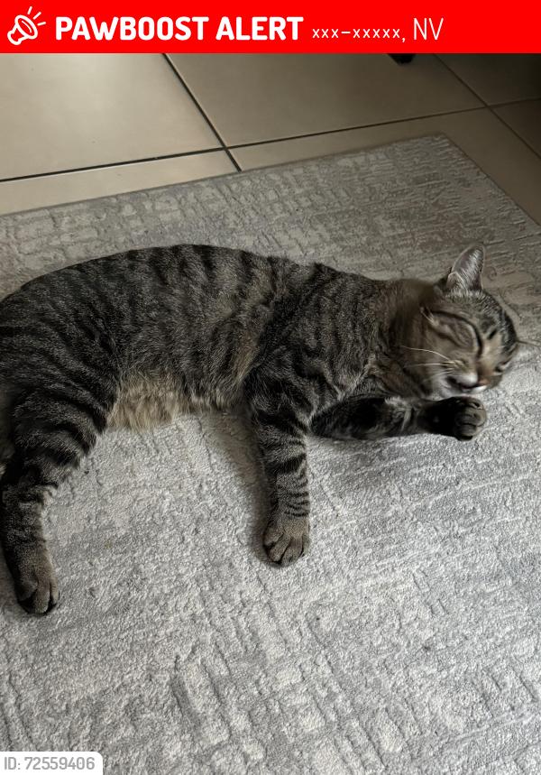 Lost Male Cat last seen Around 11175 West Dessert Inn street . By Goolsby elementary school , Лас-Вегас, NV 89135