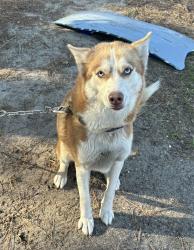 Lost Female Dog last seen Swift Creek Rd, Johnston County, NC 27577