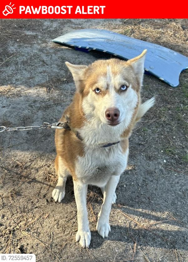 Lost Female Dog last seen Swift Creek Rd, Johnston County, NC 27577