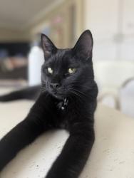 Lost Male Cat last seen Cypress near the tennis courts, San Dimas, CA 91773