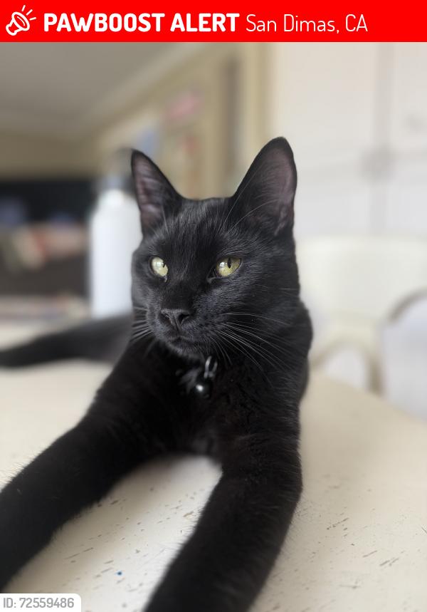 Lost Male Cat last seen Cypress near the tennis courts, San Dimas, CA 91773
