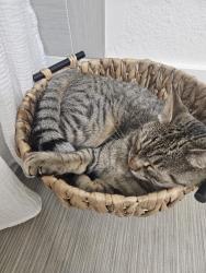 Lost Female Cat last seen Fabry and Sunnyside, Salem, OR 97306