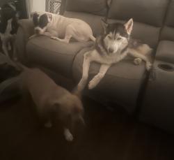 Lost Male Dog last seen Hilltop , Rhome, TX 76078