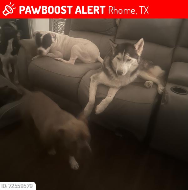 Lost Male Dog last seen Hilltop , Rhome, TX 76078