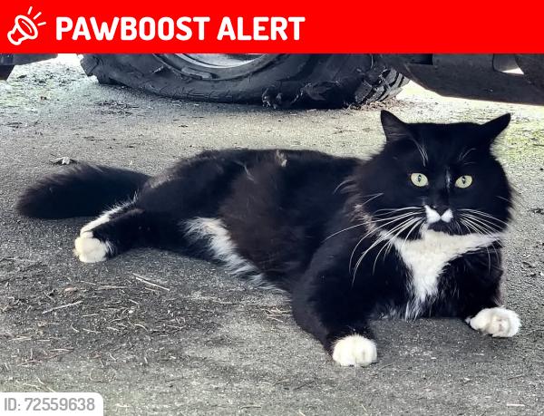 Lost Male Cat last seen By best Western hotel, Abbotsford, BC V2T 3W2