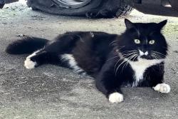 Lost Male Cat last seen By best Western hotel, Abbotsford, BC V2T 3W2