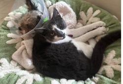 Lost Female Cat last seen 169th/inglewood ave, Lawndale, CA 90260