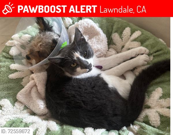 Lost Female Cat last seen 169th/inglewood ave, Lawndale, CA 90260