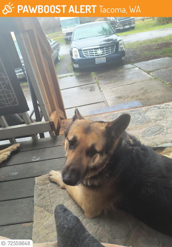 Found/Stray Female Dog last seen 42nd ave e & 132nd, Tacoma, WA 98446