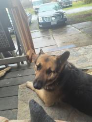 Found/Stray Female Dog last seen 42nd ave e & 132nd, Tacoma, WA 98446