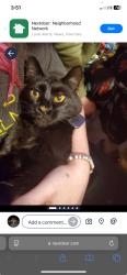 Lost Female Cat last seen 75th and Kipling, Arvada, CO 80005