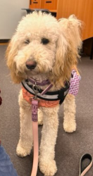 Lost Female Dog last seen Near E Main Street, Potterville, MI 48876, Potterville, MI 48876