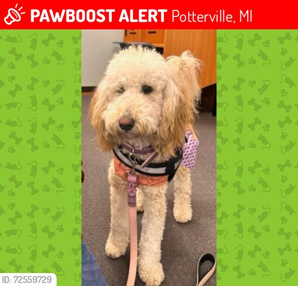 Lost Female Dog last seen Near E Main Street, Potterville, MI 48876, Potterville, MI 48876