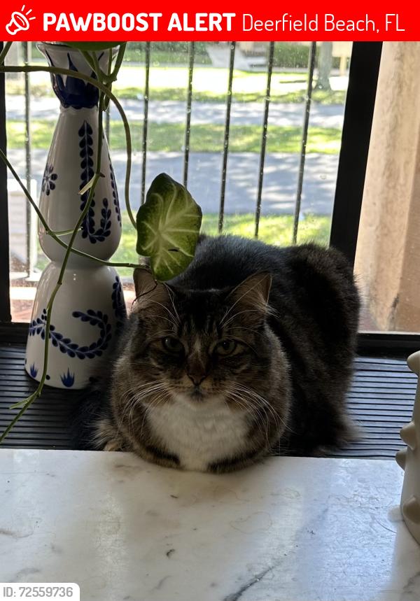Lost Female Cat last seen In front of Publix Military, Deerfield Beach, FL 33442