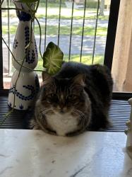 Lost Female Cat last seen In front of Publix Military, Deerfield Beach, FL 33442