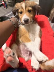 Lost Male Dog last seen Murphy USA , Miami, FL 33125