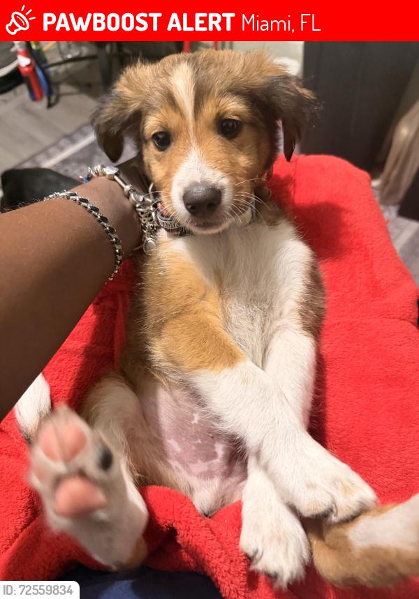 Lost Male Dog last seen Murphy USA , Miami, FL 33125