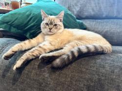 Lost Male Cat last seen Spring Valley Academy, Spring Valley, CA 91977