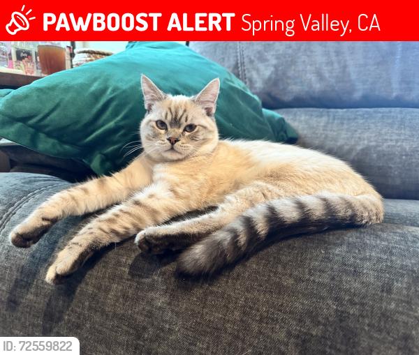 Lost Male Cat last seen Spring Valley Academy, Spring Valley, CA 91977