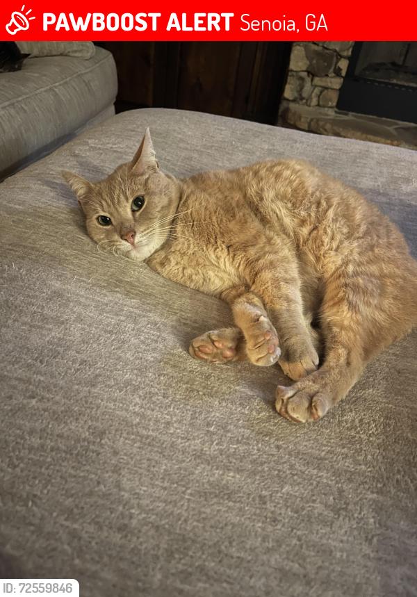 Lost Male Cat last seen Standing Rock Road, Senoia, GA 30276