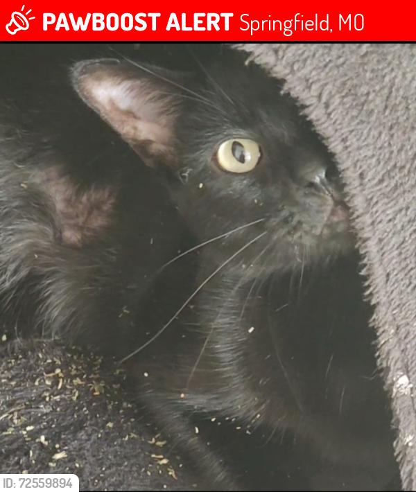 Lost Male Cat last seen Delaware & Talmage , Springfield, MO 65803