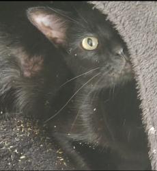 Lost Male Cat last seen Delaware & Talmage , Springfield, MO 65803