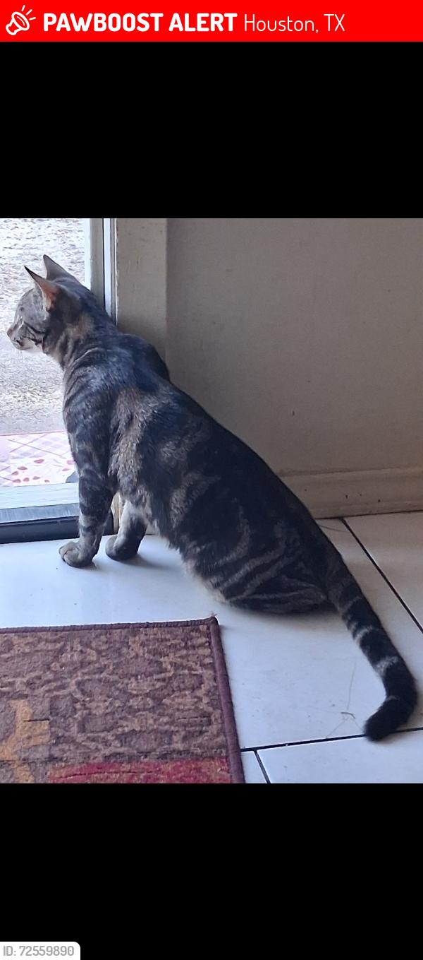 Lost Male Cat last seen 45/ Dixie farm rd, Houston, TX 77089