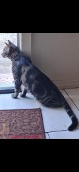 Lost Male Cat last seen 45/ Dixie farm rd, Houston, TX 77089