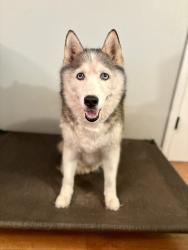 Lost Female Dog last seen Lincoln and 5th at, Caseyville, IL 62232
