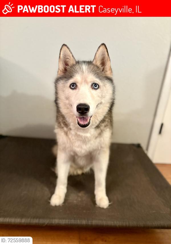 Lost Female Dog last seen Lincoln and 5th at, Caseyville, IL 62232