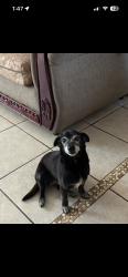 Lost Female Dog last seen Chestnut , Winton, CA 95388