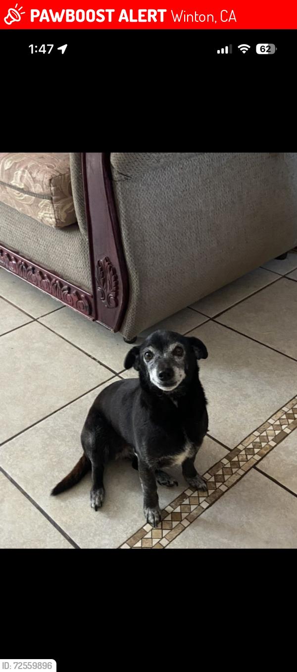 Lost Female Dog last seen Chestnut , Winton, CA 95388