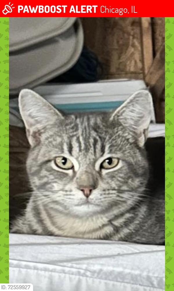 Lost Male Cat last seen Kostner ave &16th street, Chicago, IL 60623