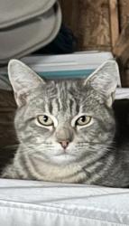 Lost Male Cat last seen Kostner ave &16th street, Chicago, IL 60623